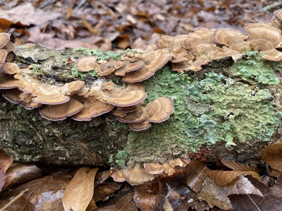 Layered turkey tail bracket fungi and pale green lichen growing along a fallen mossy log among fallen leaves