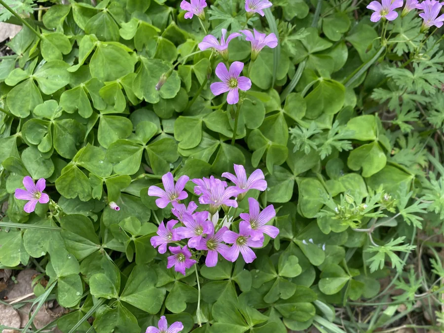 Pink wood sorrel wildflowers blooming among clover green foliage on the ground