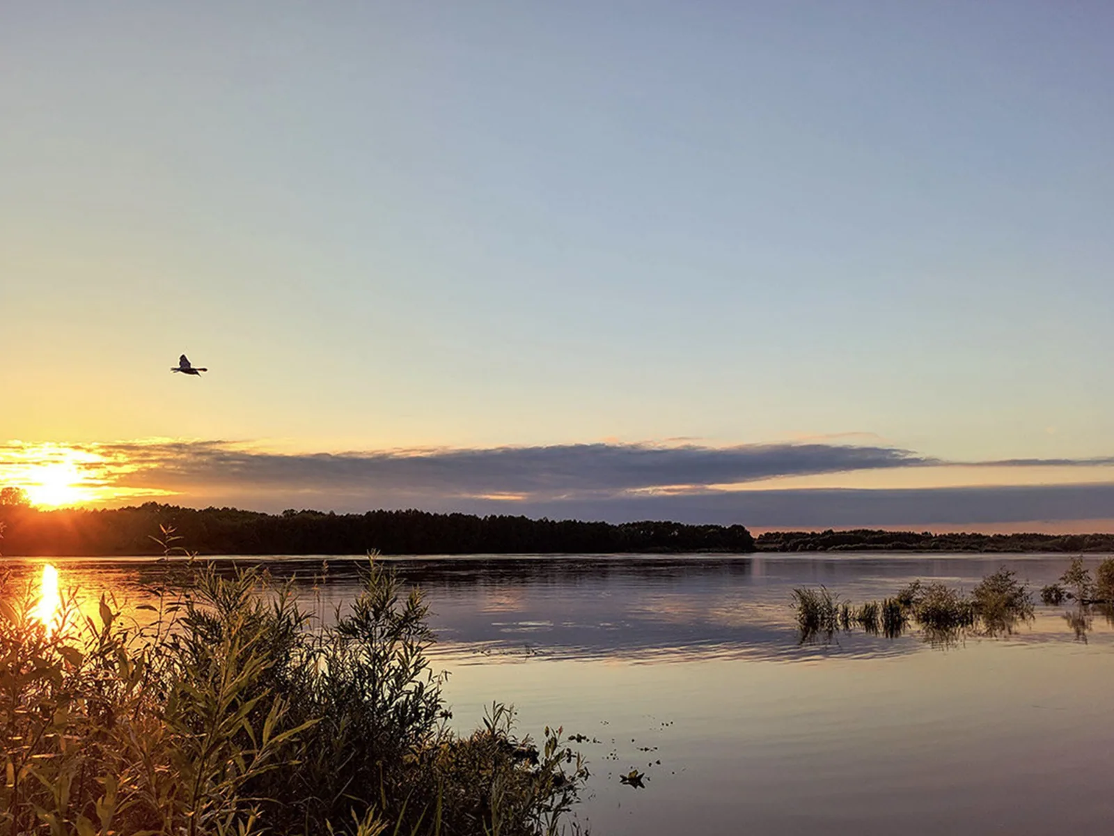 Calm water and wooded shoreline on Lake Palestine at Eastdale Acres